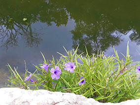 An image of Austin Colorado riverfrom our Album