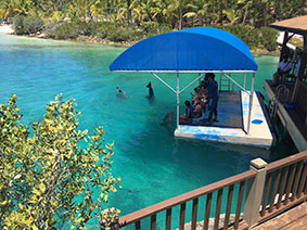 The image with the dolphin.