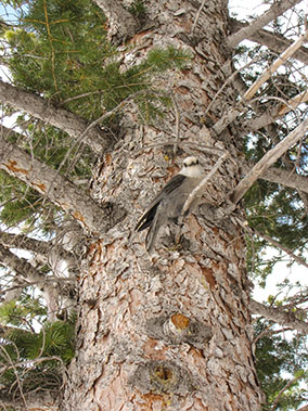 An image from Estes Park from our albums