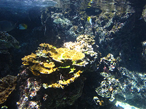 An image from Maui Ocean Center