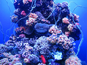 An image from Maui Ocean Center