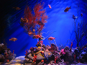 An image from Maui Ocean Center