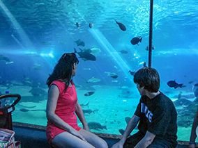 An image from Maui Ocean Center