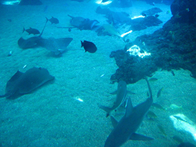 An image from Maui Ocean Center