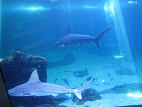 An image from Maui Ocean Center