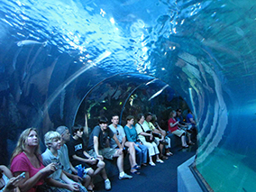 An image from Maui Ocean Center