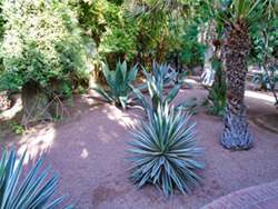 An image from the Majorelle Garden