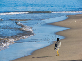 The image from Pinney's beach