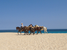 An image from our Los Cabos album