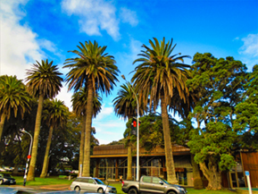 The image from Auckland