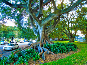 The image from Auckland