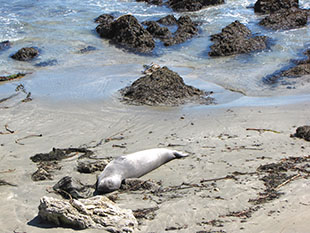 Great stop off the Pacific coast higheay at the beach with elephant seals laid out on the beach