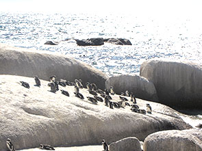 Image of pengins at the Boulders beach