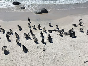 Image of pengins at the Boulders beach