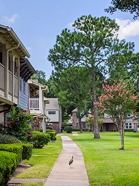 An image from the Victorian Village 1, Houston